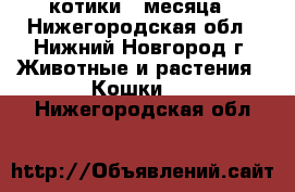 котики 3 месяца - Нижегородская обл., Нижний Новгород г. Животные и растения » Кошки   . Нижегородская обл.